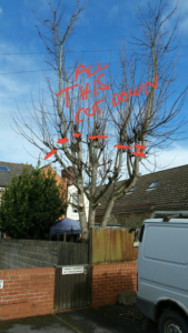Tree Image Example